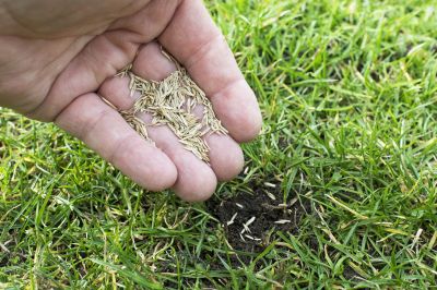 Commercial Lawn Seeding in Ventura County, CA