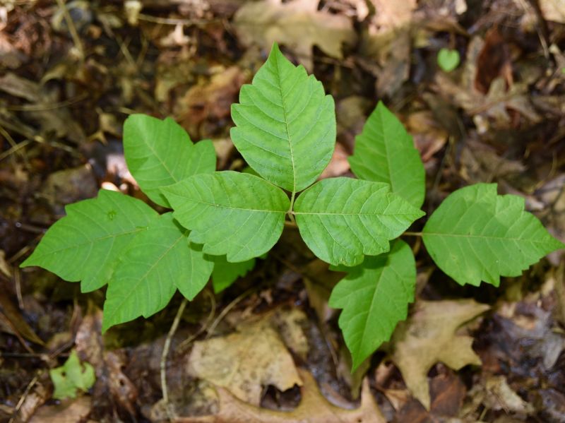 Poison Ivy Removal in Harford County, MD