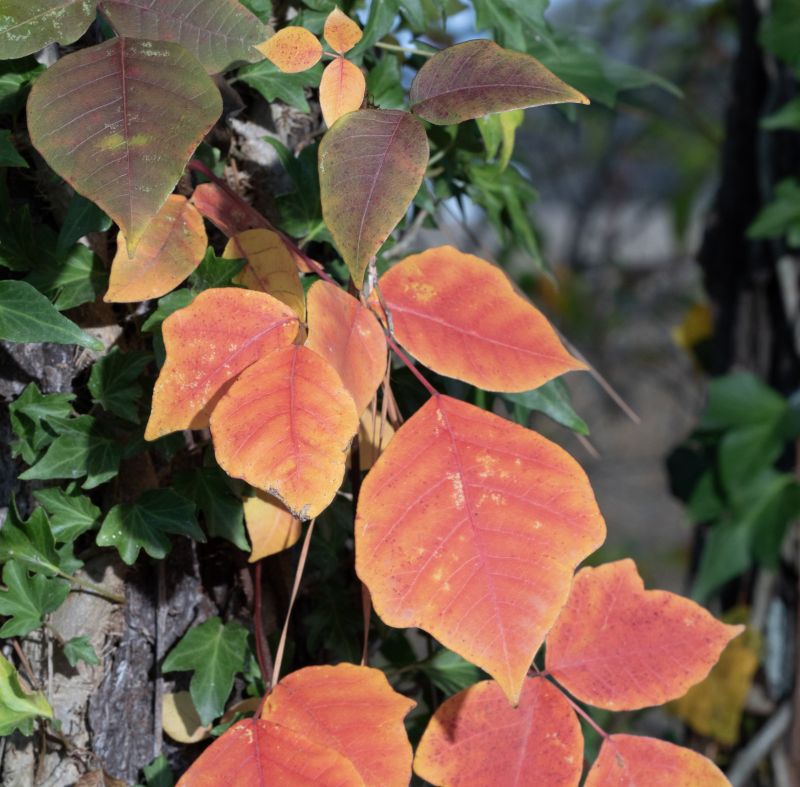 Poison Ivy Removal in Pottstown, PA