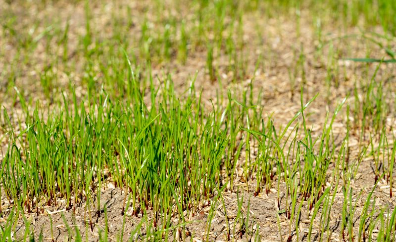 Grass Seeding Service in Ventura County, CA