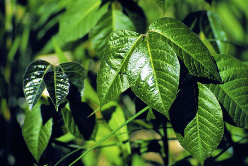 Poison Ivy Removal in Pottstown, PA