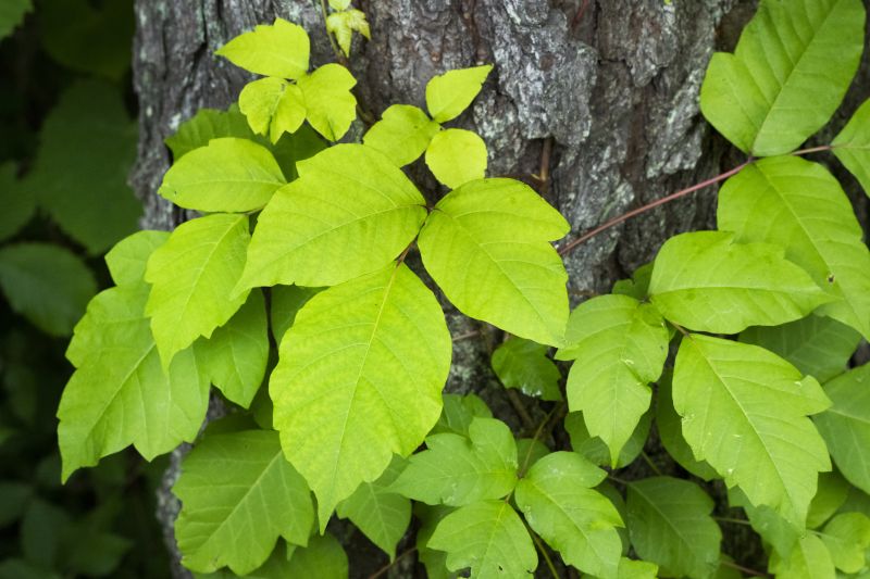 Poison Oak Removal in Ventura County, CA
