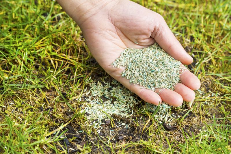 Residential Lawn Seeding in Honolulu, HI