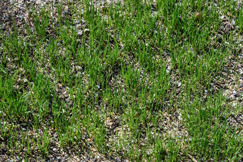 Spring Lawn Overseeding in Honolulu, HI